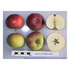 4-5ft 'Beauty of Bath' Dessert Apple Tree | M26 Semi Dwarfing Rootstock | Bare Root -primrose shop TR0405 add image 2 9e9b