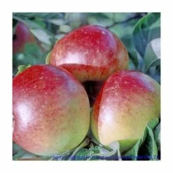 4-5ft Malus 'Chivers Delight' | Apple Tree 4 4-5ft Malus 'Chivers Delight' | Apple Tree -primrose shop TR0406 add image 1 b5a3