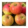 4-5ft Malus 'Isaac Newton' | Apple Tree