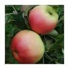 4-5ft Malus 'Monarch' | Apple Tree