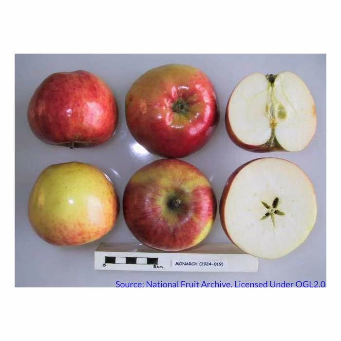 4-5ft Malus 'Monarch' | Apple Tree 2 4-5ft Malus 'Monarch' | Apple Tree - Image 2