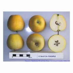 4-5ft Malus 'Pitmaston Pine Apple' | Apple Tree -primrose shop TR0413 add image 1 5177