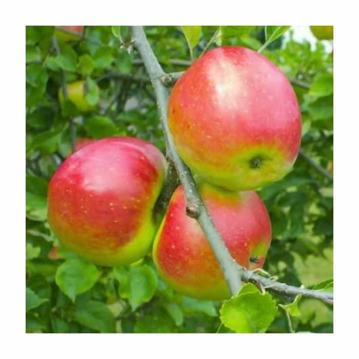 4-5ft Malus 'Redsleeves' | Apple Tree 1 4-5ft Malus 'Redsleeves' | Apple Tree