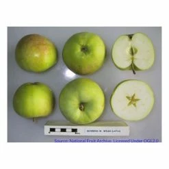 4-5ft Malus 'Reverend W. Wilks' | Apple Tree -primrose shop TR0415 rollover image 100b