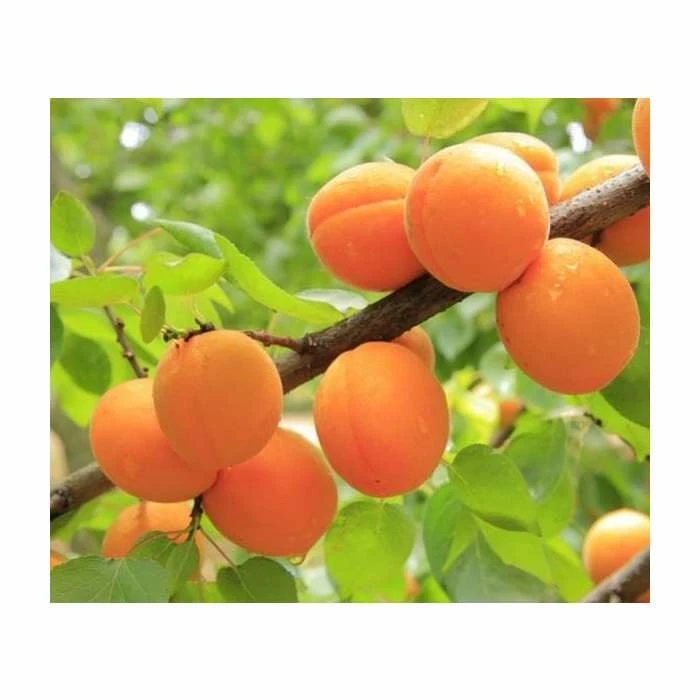 4-5ft 'Golden Glow' Apricot Tree | SJA Semi Vigorous Rootstock | Bare Root 1 4-5ft 'Golden Glow' Apricot Tree | SJA Semi Vigorous Rootstock | Bare Root