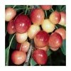 4-5ft 'Merton Glory' Cherry Tree | Colt Semi Vigorous Rootstock | Bare Root