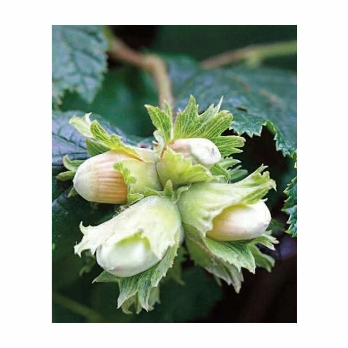 4-5ft 'Cosford Cob' Cobnut Bush | Bare Root 1 4-5ft 'Cosford Cob' Cobnut Bush | Bare Root