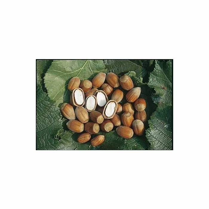 4-5ft 'Cosford Cob' Cobnut Bush | Bare Root 2 4-5ft 'Cosford Cob' Cobnut Bush | Bare Root - Image 2