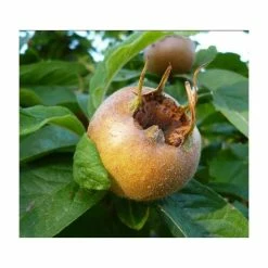 4-5ft 'Royal' Medlar Tree | Quince A Rootstock Semi-Dwarfing | Bare Root