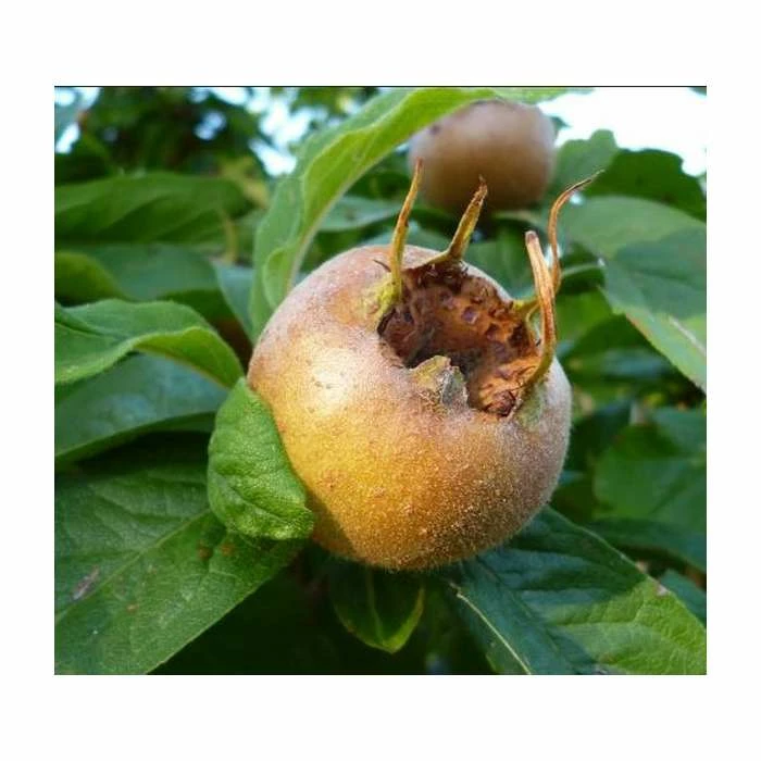 4-5ft 'Royal' Medlar Tree | Quince A Rootstock Semi-Dwarfing | Bare Root 1 4-5ft 'Royal' Medlar Tree | Quince A Rootstock Semi-Dwarfing | Bare Root