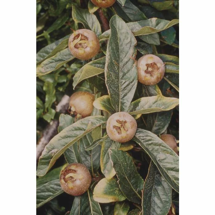 4-5ft 'Royal' Medlar Tree | Quince A Rootstock Semi-Dwarfing | Bare Root 2 4-5ft 'Royal' Medlar Tree | Quince A Rootstock Semi-Dwarfing | Bare Root - Image 2