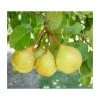 4-5ft 'Petite Poire' Pear Tree | Quince A Semi Dwarfing Rootstock | Bare Root