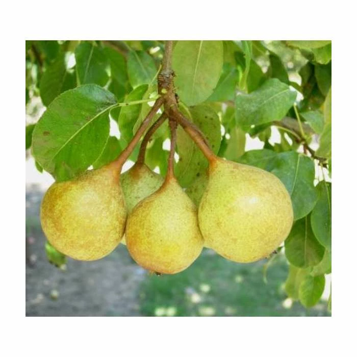 4-5ft 'Petite Poire' Pear Tree | Quince A Semi Dwarfing Rootstock | Bare Root 1 4-5ft 'Petite Poire' Pear Tree | Quince A Semi Dwarfing Rootstock | Bare Root