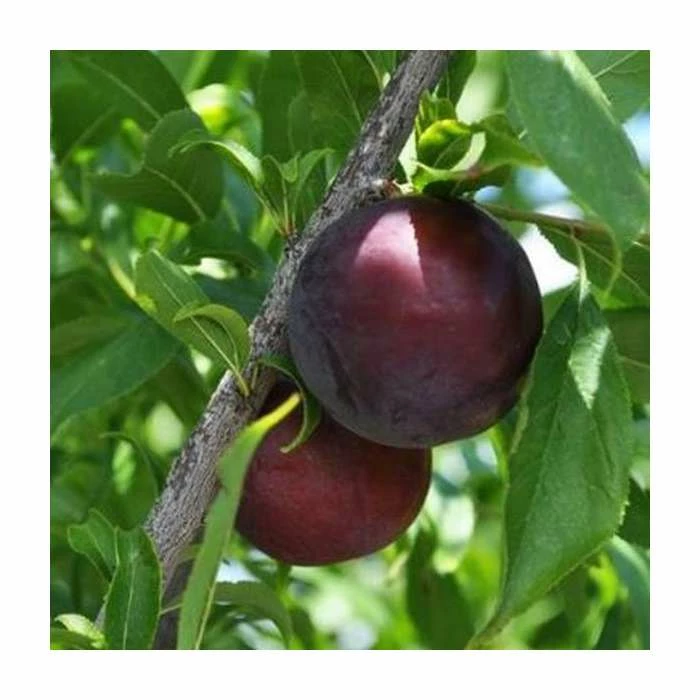 4-5ft 'Beauty' Plum Tree | SJA Semi Vigorous Rootstock | Bare Root 1 4-5ft 'Beauty' Plum Tree | SJA Semi Vigorous Rootstock | Bare Root