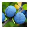 4-5ft 'Blue Tit' Plum Tree | SJA Semi Vigorous Rootstock | Bare Root