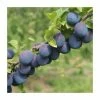 4-5ft 'Seneca' Plum Tree | SJA Semi Vigorous Rootstock | Bare Root
