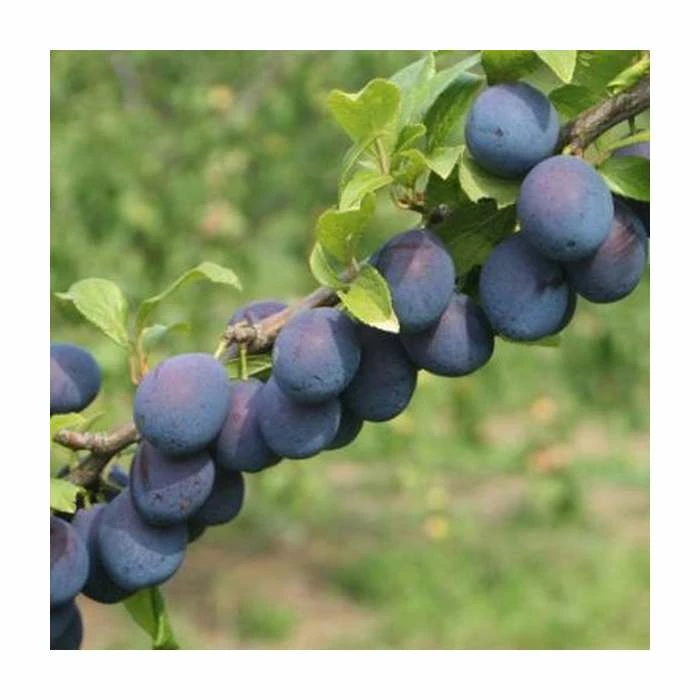4-5ft 'Seneca' Plum Tree | SJA Semi Vigorous Rootstock | Bare Root 1 4-5ft 'Seneca' Plum Tree | SJA Semi Vigorous Rootstock | Bare Root