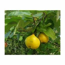4-5ft 'Portugal / Lusitanica' Quince Tree | Quince A Semi Dwarfing Rootstock | Bare Root