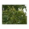 4-5ft 'Franquette' Walnut Tree | Walnut Seedling Rootstock |Bare Root