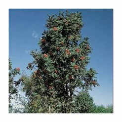 Sorbus × thuringiaca 'Fastigiata' | Bare Root | 120-150cm -primrose shop TR0506 add image 1 4172