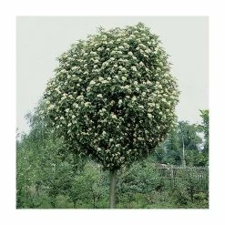 Sorbus × thuringiaca 'Fastigiata' | Bare Root | 120-150cm -primrose shop TR0506 add image 2 ed73