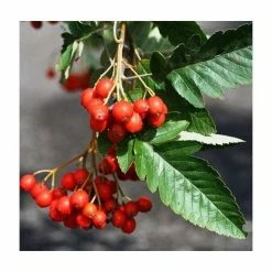Sorbus × thuringiaca 'Fastigiata' | Bare Root | 120-150cm -primrose shop TR0506 add image 3 759e