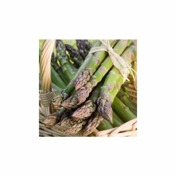 20-30cm 5 x Asparagus Gijnlim Bare Root 1 20-30cm 5 x Asparagus Gijnlim Bare Root