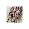 20-30cm 5 x Asparagus Stewarts Purple Bare Root