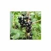 20-30cm Ben Sarek' Blackcurrant Bush | Bare Root