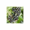 20-30cm Ben Tirran' Blackcurrant Bush | Bare Root