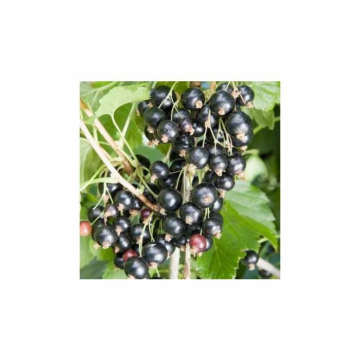 20-30cm Ben Tirran' Blackcurrant Bush | Bare Root 1 20-30cm Ben Tirran' Blackcurrant Bush | Bare Root