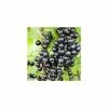 20-30cm Ebony' Blackcurrant Bush | Bare Root