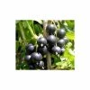 20-30cm Big Ben' Blackcurrant Bush | Bare Root