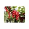 20-30cm Junifer' Redcurrant Bush | Bare Root