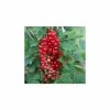 20-30cm Laxton's Number One' Redcurrant Bush | Bare Root