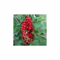 20-30cm Laxton's Number One' Redcurrant Bush | Bare Root
