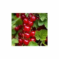 20-30cm Red Lake' Redcurrant Bush | Bare Root