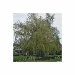 Salix x sepulcralis 'Chrysocoma' | Willow Tree 6 Salix x sepulcralis 'Chrysocoma' | Willow Tree -primrose shop TR06259L add image 1 a0c0