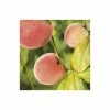 4-5ft 'Lacrima' Weeping Patio Peach Tree| SJA Semi Vigorous Rootstock | Bare Root