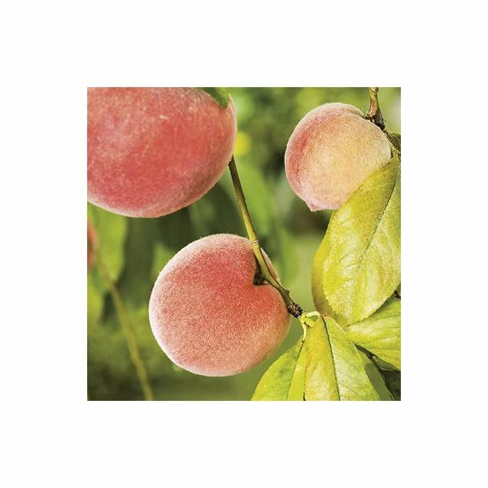 4-5ft 'Lacrima' Weeping Patio Peach Tree| SJA Semi Vigorous Rootstock | Bare Root 1 4-5ft 'Lacrima' Weeping Patio Peach Tree| SJA Semi Vigorous Rootstock | Bare Root