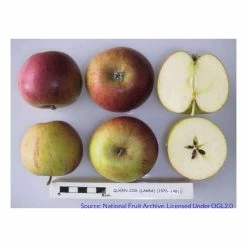4-5ft 'Queen Cox' Dessert Apple Tree | MM106 Semi Vigorous Rootstock | Bare Root 5 4-5ft 'Queen Cox' Dessert Apple Tree | MM106 Semi Vigorous Rootstock | Bare Root -primrose shop TR1269 add image 2 b034
