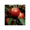 4-5ft 'Queen Cox' Dessert Apple Tree | MM106 Semi Vigorous Rootstock | Bare Root