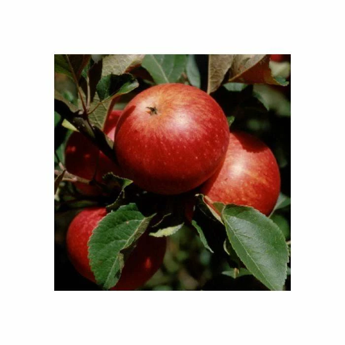 4-5ft 'Queen Cox' Dessert Apple Tree | MM106 Semi Vigorous Rootstock | Bare Root 1 4-5ft 'Queen Cox' Dessert Apple Tree | MM106 Semi Vigorous Rootstock | Bare Root
