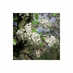 Pyrus calleryana 'Chanticleer' -primrose shop TR1275 add image 3 437e