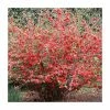Chaenomeles speciosa | Japanese Quince | Bare Root | 20-50cm