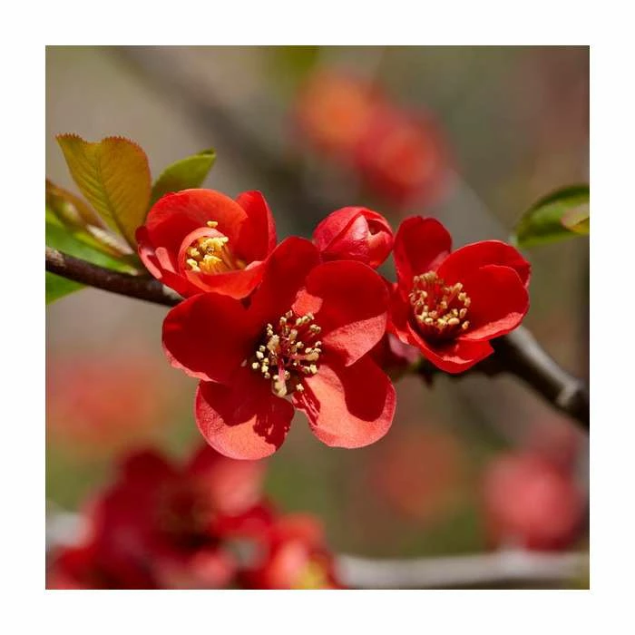 Chaenomeles speciosa | Japanese Quince | Bare Root | 20-50cm 2 Chaenomeles speciosa | Japanese Quince | Bare Root | 20-50cm - Image 2