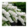 0.6-1.6ft Deutzia Scabra | Bare Root