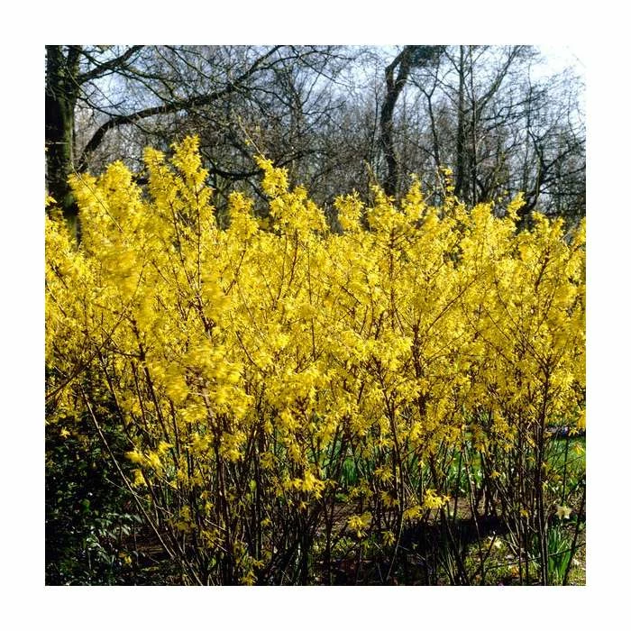 0.6-1.6ft 'Spectabilis' Golden Bells | Bare Root | Forsythia Intermedia 1 0.6-1.6ft 'Spectabilis' Golden Bells | Bare Root | Forsythia Intermedia