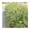 0.6-1.6ft St John's Wort | Bare Root | Hypericum Inodorum
