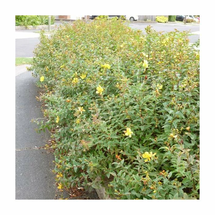 0.6-1.6ft St John's Wort | Bare Root | Hypericum Inodorum 1 0.6-1.6ft St John's Wort | Bare Root | Hypericum Inodorum